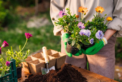 The Holy Trinity of Plant Care: Soil, Sunlight, and Hydration