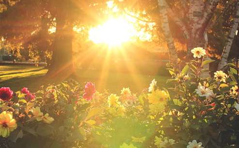 Five Essential Rules for Cultivating Healthy Potted Flowers