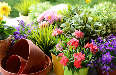 Step-by-Step Repotting and Propagation Techniques