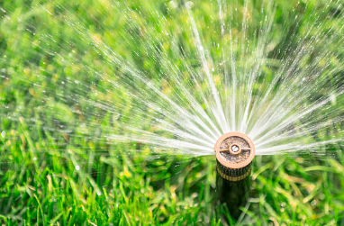 Optimal Watering Techniques for Diverse Horticultural Plants