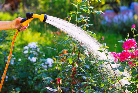 Understanding Your Plants' Thirst: Signs and Signals of Proper Watering Needs