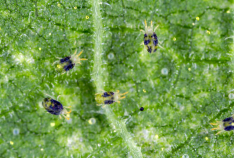 Integrated Pest Management (IPM) Techniques