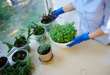 Setting Up Your Small Garden: Essential Tools and Step-by-Step Guide